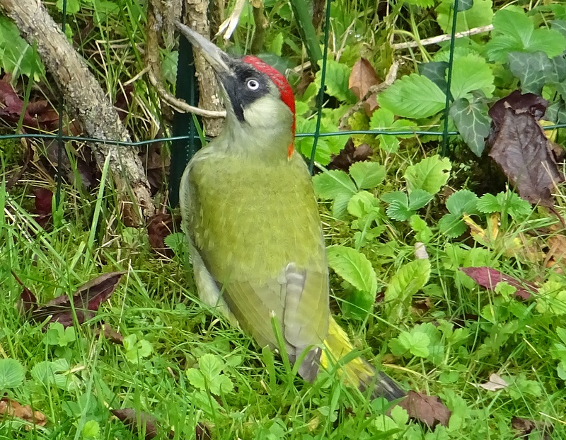 Oiseaux60.jpg