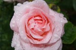 W096.JPG