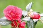 Filename=camelia2.JPG
Filesize=135KB
Dimensions=800x533
Date added=Apr 15, 2006 camelia2.JPG