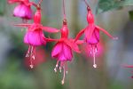Filename=fushia rustique.JPG
Filesize=167KiB
Dimensions=800x533
Date added=Oct 22, 2007 fushia rustique.JPG