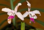 orchidees11.jpg