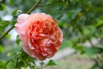 rose_12_5-1.jpg