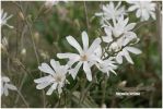Filename=stellata2.JPG
Filesize=129KB
Dimensions=800x536
Date added=Apr 19, 2006 stellata2.JPG