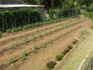 09-05-12-potager.jpg