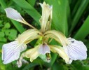 iris_foetidissima_53.JPG