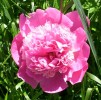 pivoine_098.JPG