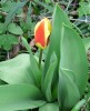 tulipe_I4025.JPG