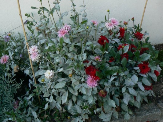 Plante à grande feuille - Au jardin, forum de jardinage