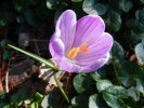Nom du fichier=Crocus_(2)_(Copier)~0.JPG
Taille du fichier=114Ko
Dimensions : 933x700
Ajouté le : 29 Février 2012 Crocus_(2)_(Copier)~0.JPG