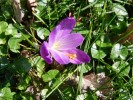 Nom du fichier=Crocus_(Copier).JPG
Taille du fichier=204Ko
Dimensions : 933x700
Ajouté le : 29 Février 2012 Crocus_(Copier).JPG