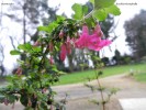 Nom du fichier=Fuschia_microphylla.JPG
Taille du fichier=163Ko
Dimensions : 1024x768
Ajouté le : 12 Janvier 2013 Fuschia_microphylla.JPG