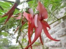 Nom du fichier=fuschia_microphylla_(2).JPG
Taille du fichier=169Ko
Dimensions : 1024x768
Ajouté le : 12 Janvier 2013 fuschia_microphylla_(2).JPG