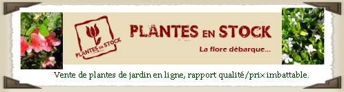Plantes en stock
