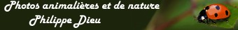 Photos animali�res et de nature