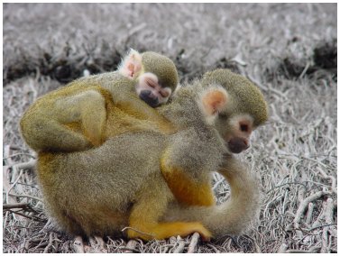 Un gros dodo sur le dos de Maman !