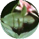Sites web sur les jardins aquatiques, les jardins priv�s et le jardinage en g�n�ral