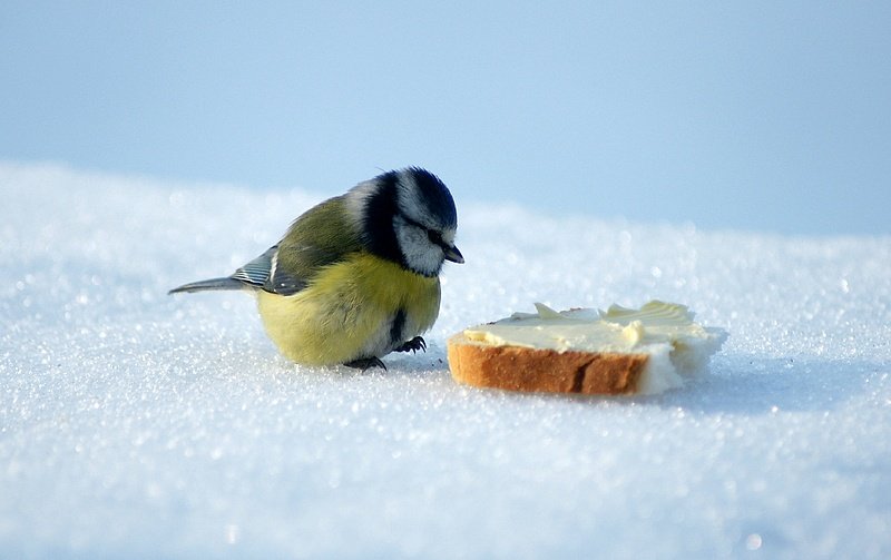 Oiseaux58.jpg