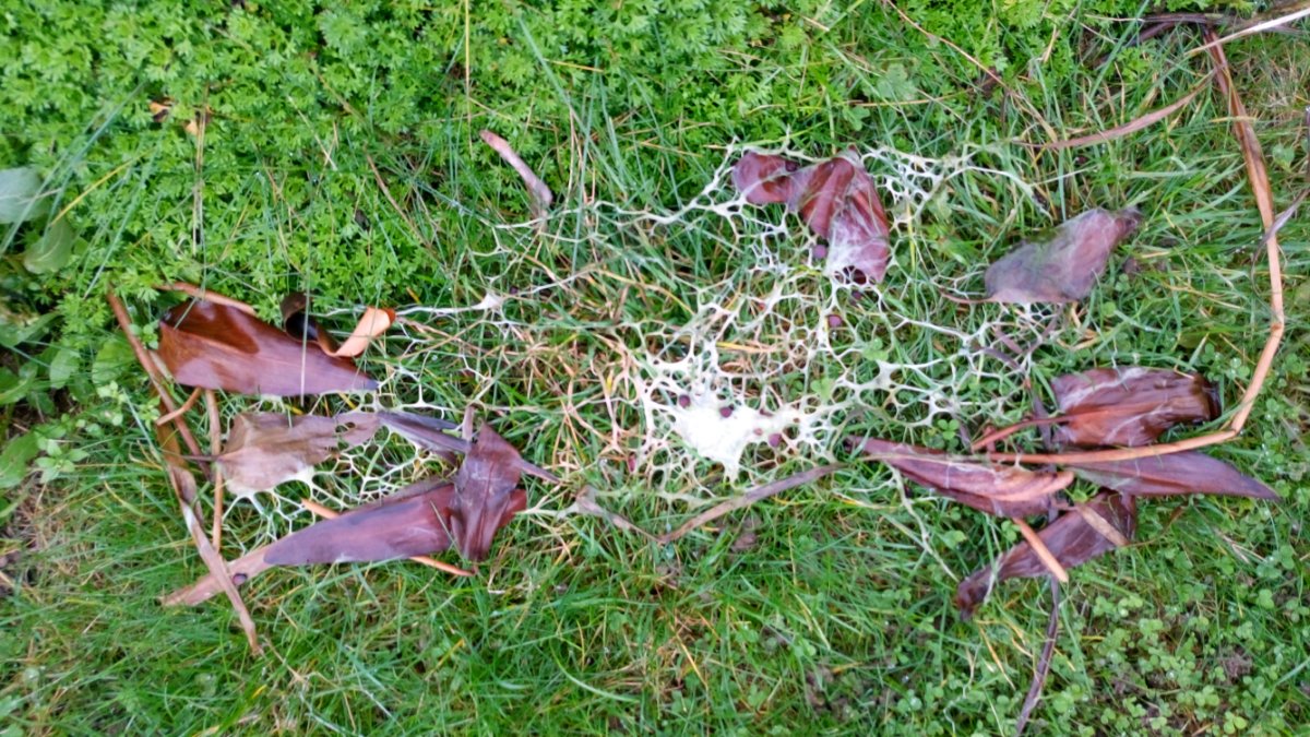 DSC_9721.JPG