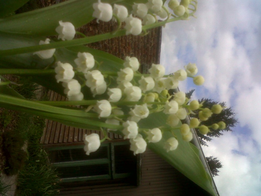 IMG01907-20170413-1332.jpg