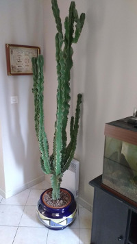 cactus-01.jpg