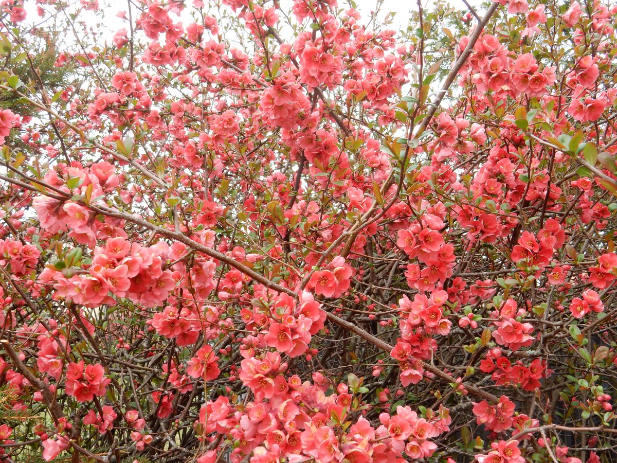 DSCN9133.JPG