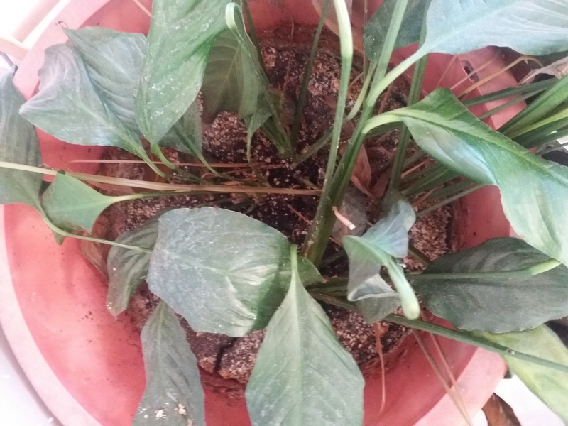 Spathiphyllum01.jpg