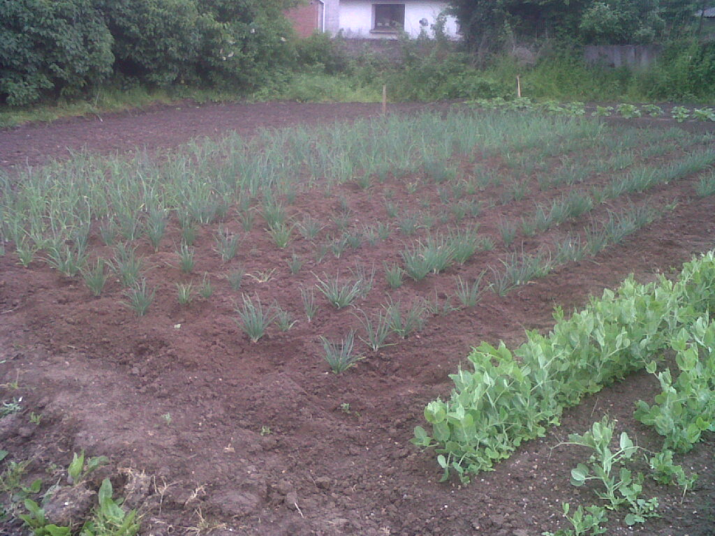 IMG02059-20170519-1456.jpg