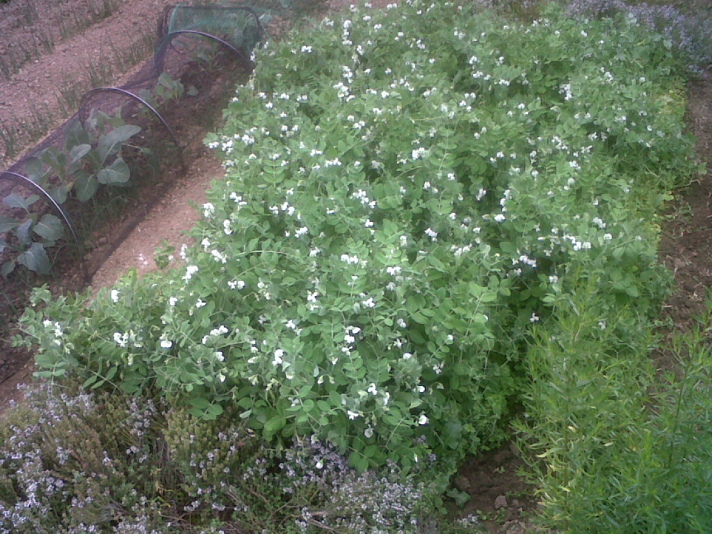 IMG02094-20170529-1704.jpg