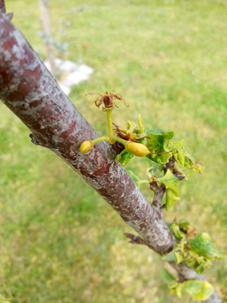 bouton de prune.jpg