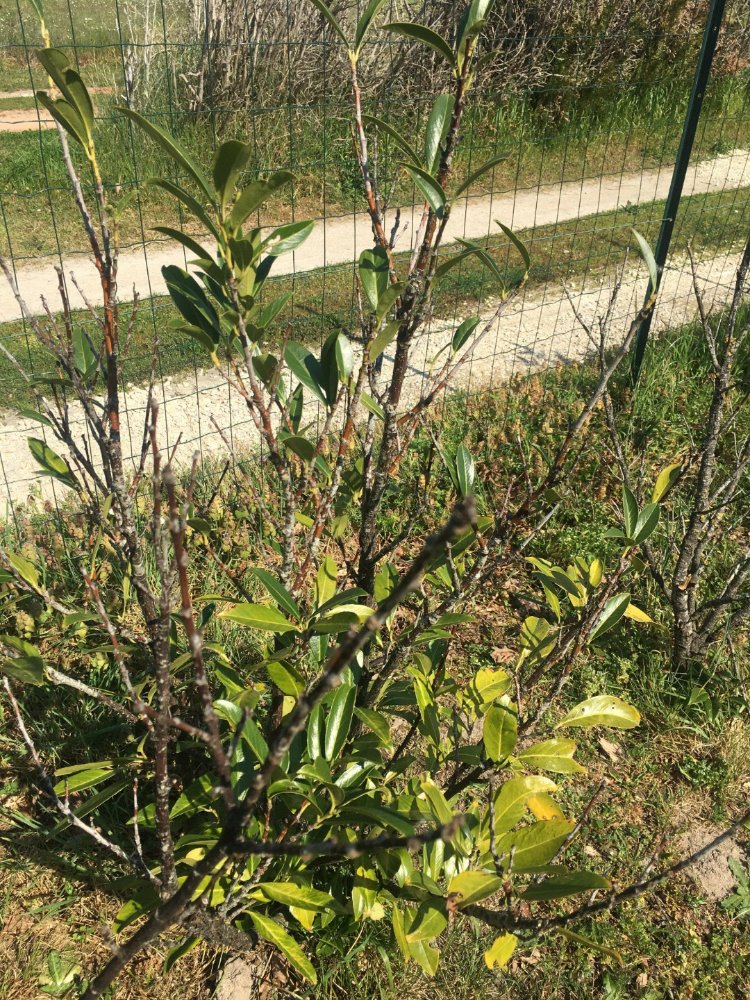 iMarkup_20200520_173745.jpg
