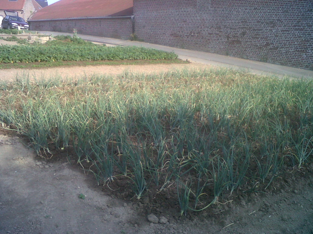 IMG02224-20170622-0810.jpg