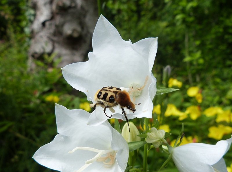 Insecte_trichie_gauloise_Trichius_gallicus.jpg