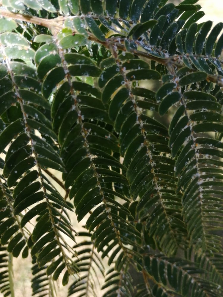 IMG_20200709_104916.jpg