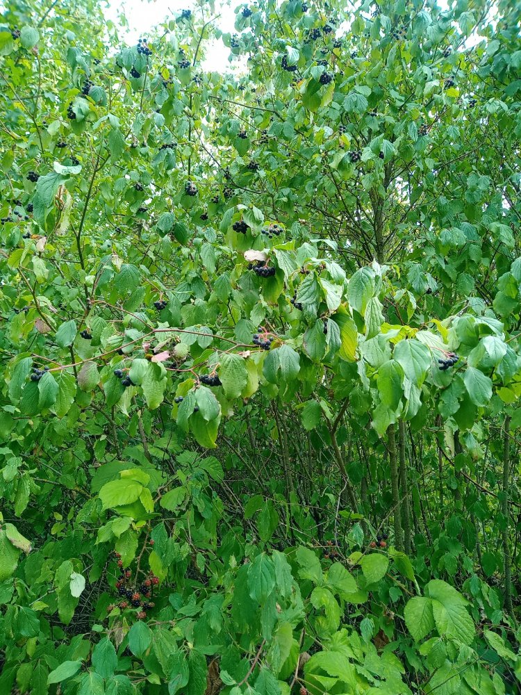 IMG_20200814_165744204.jpg