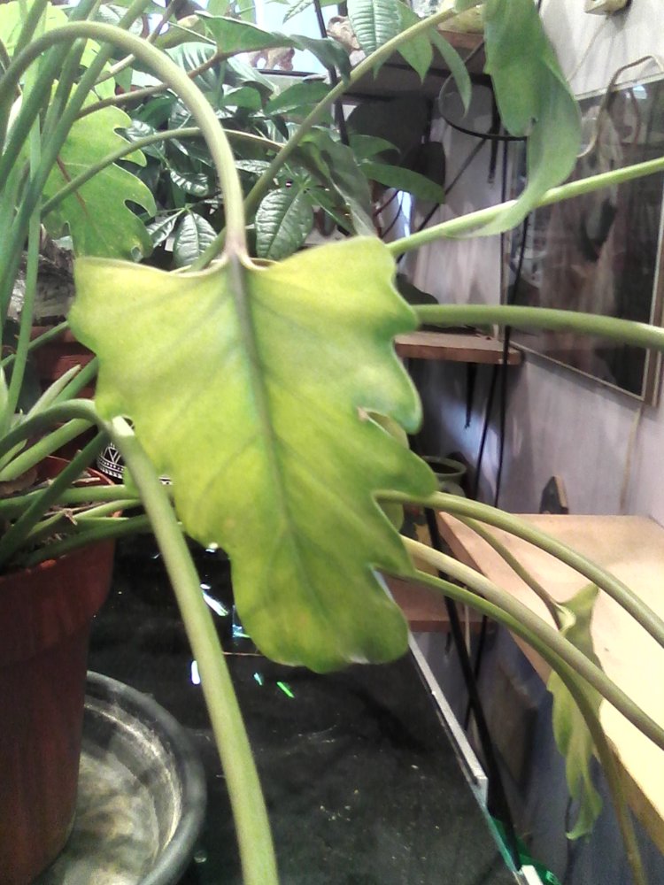 IMG_20200912_112357.jpg