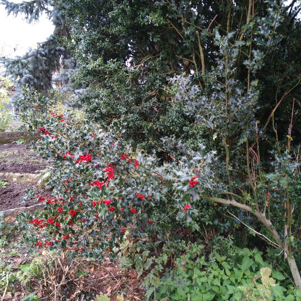 IMG_20201110_145038.jpg