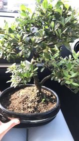 bonsai.jpg