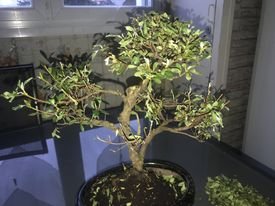 bonsai1.jpg