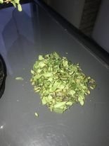 bonsai2.jpg