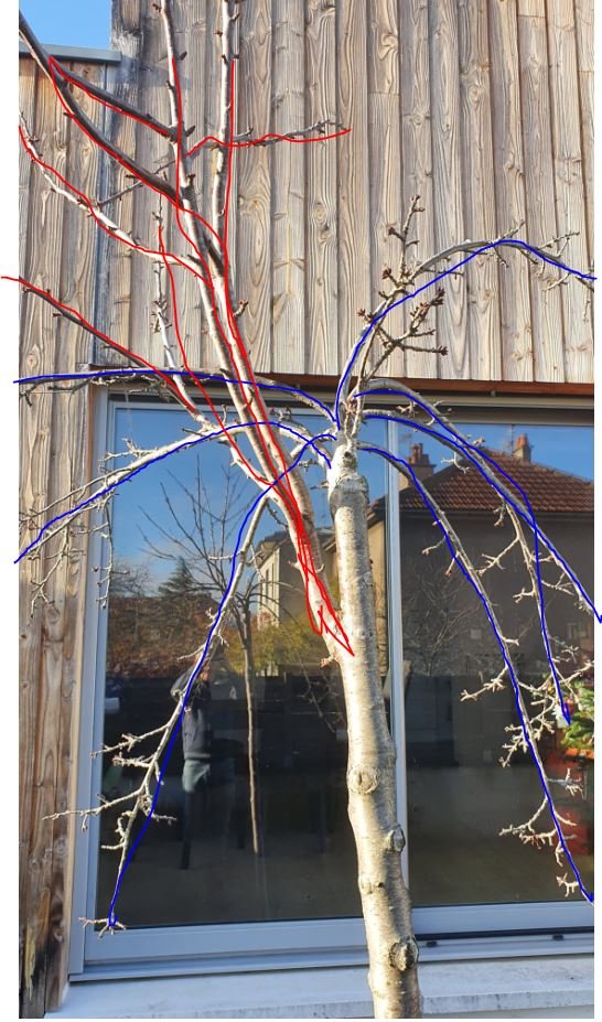 arbre.JPG
