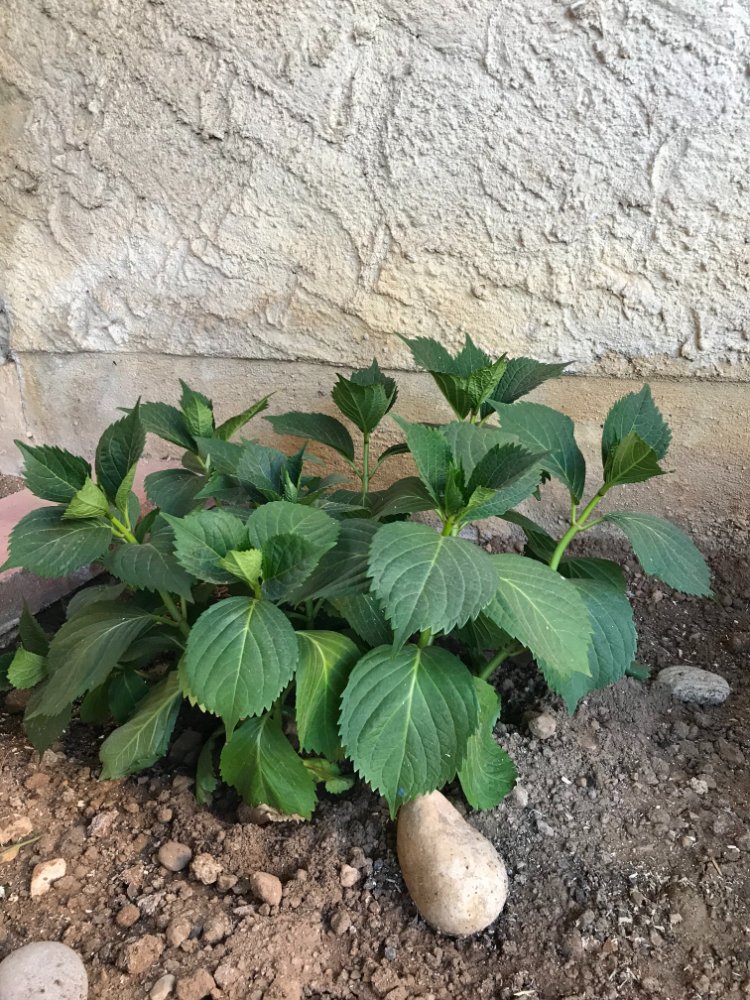 hortensia.jpg