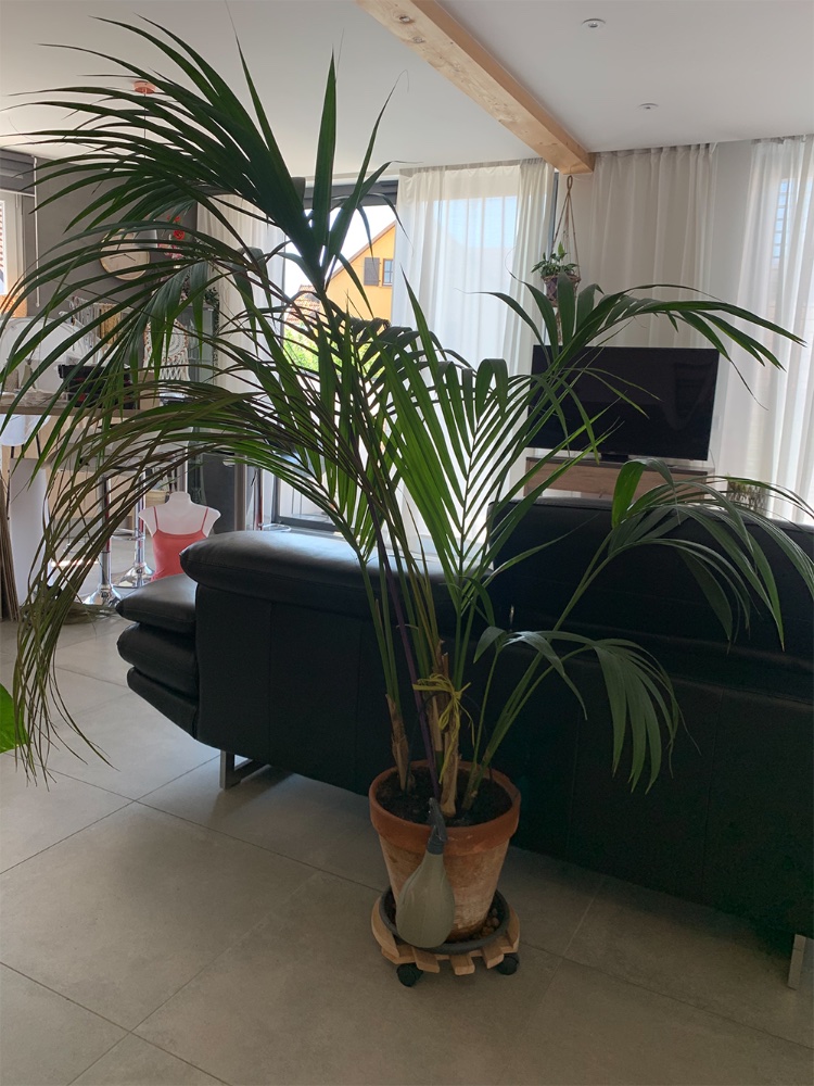 Howea10.06.21.jpg