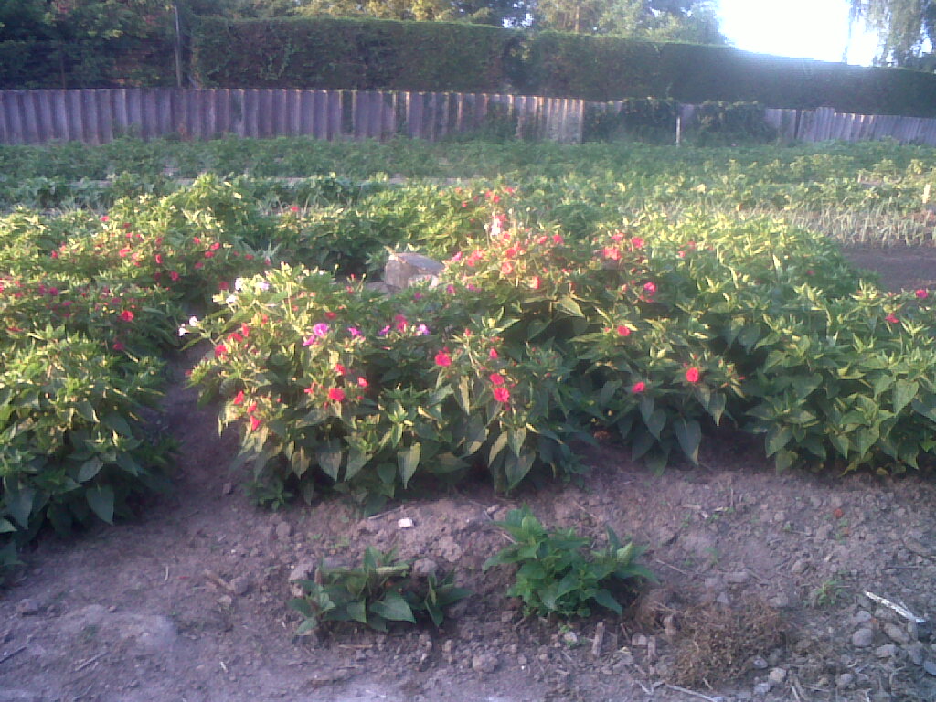 IMG02330-20170714-0639.jpg