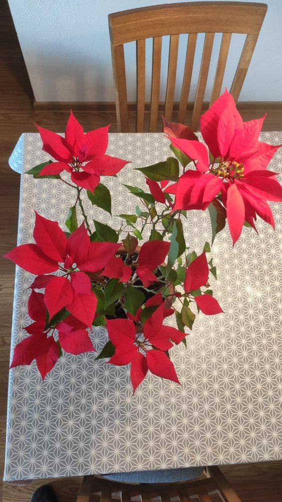 Poinsettia_01.jpg