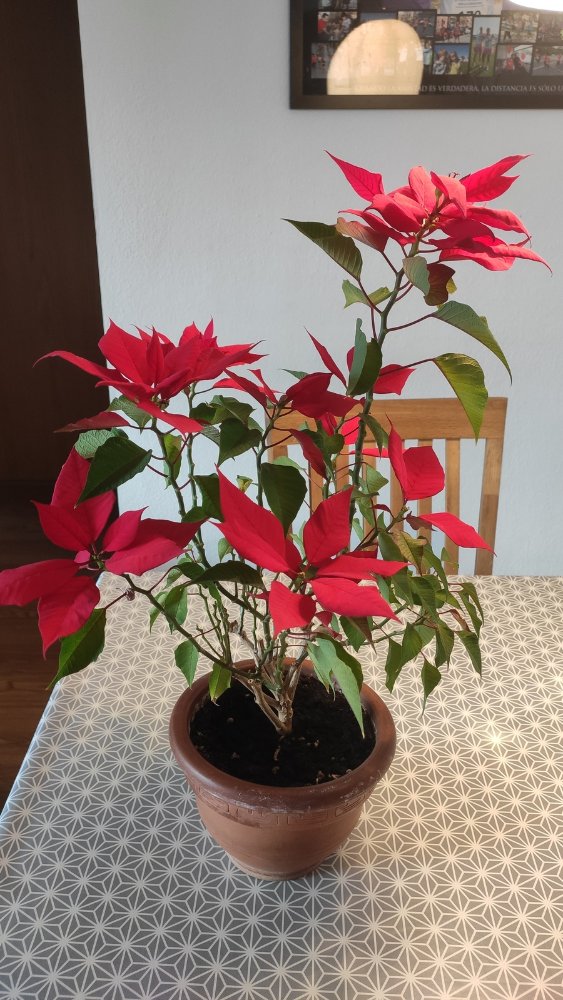 Poinsettia_02.jpg