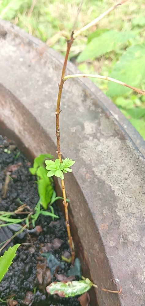 Snapchat-1317017900.jpg