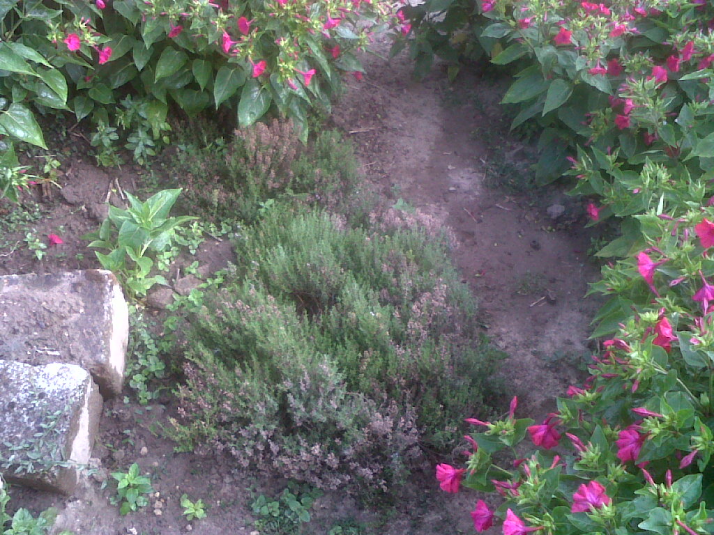 IMG02414-20170729-0847.jpg