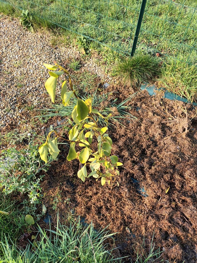 plant 2 mis en novembre 2022.jpg