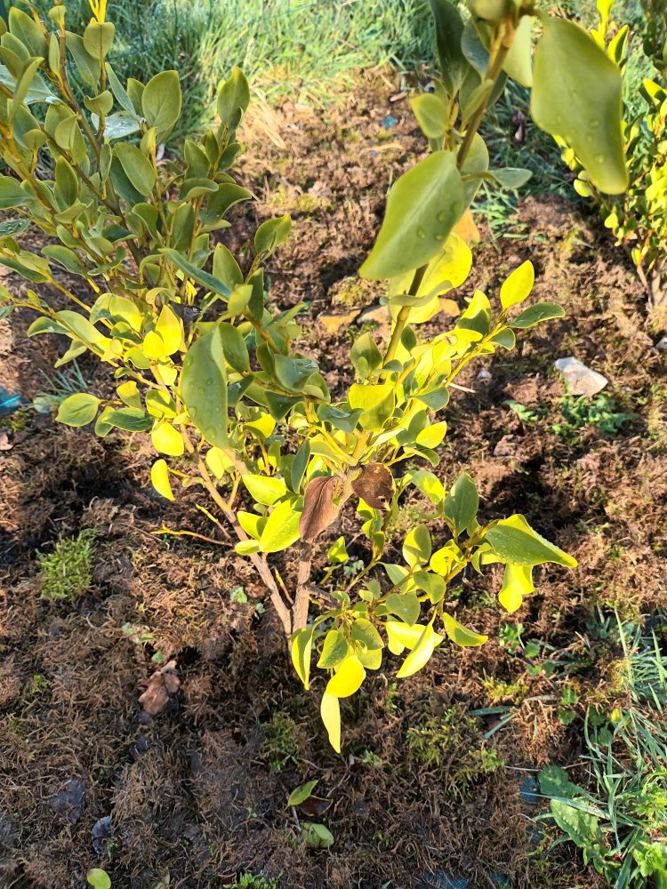 plant mis en automne 2021.jpg