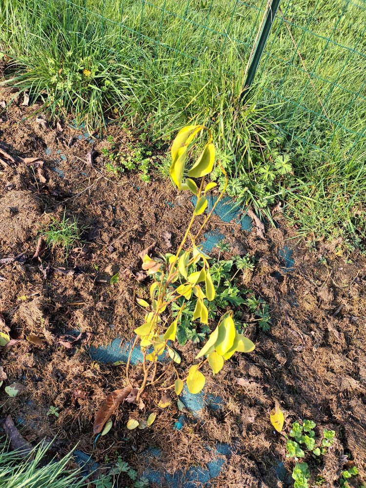 plant mis en novembre 2022.jpg